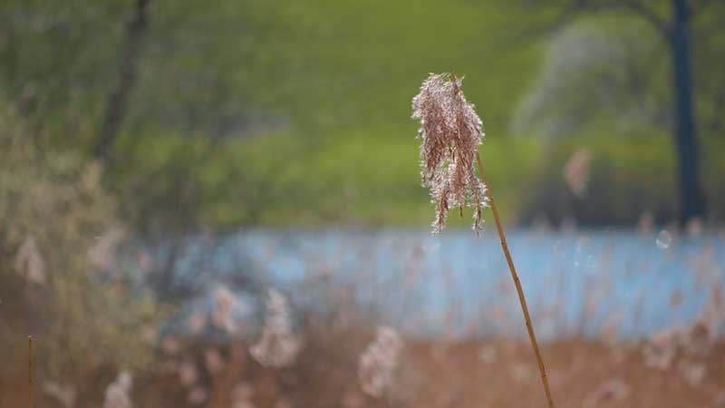 Hauptwiler-Weiher (TG)